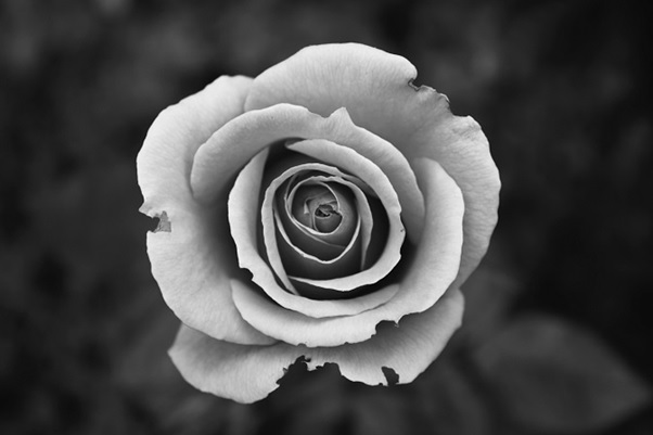 black rose